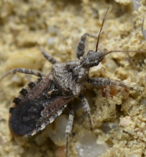 Réf. 229 524 : Coranus griseus